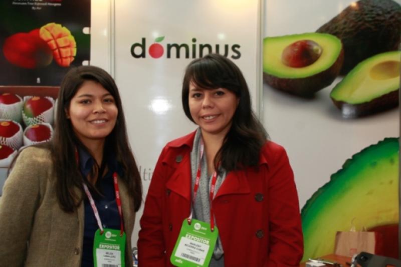 DOMINUS EXPORTARÍA 1.800 TONELADAS DE UVA REDGLOBE EN LA PRÓXIMA CAMPAÑA