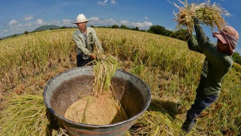 DRA Piura y especialistas analizarán variedades de arroz frente al cambio climático