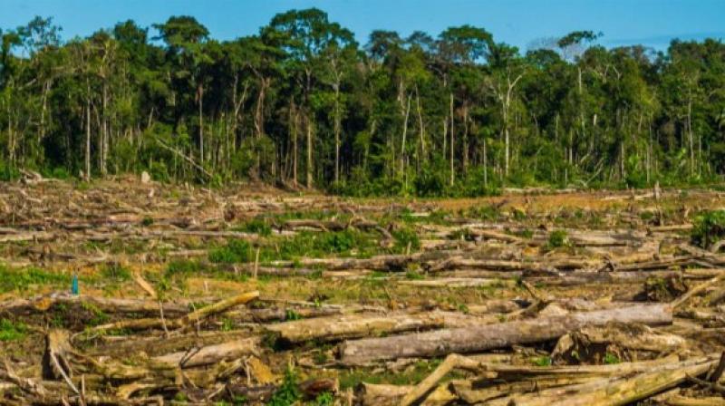 EE.UU. tomaría medidas contra Perú por deforestación de la Amazonía