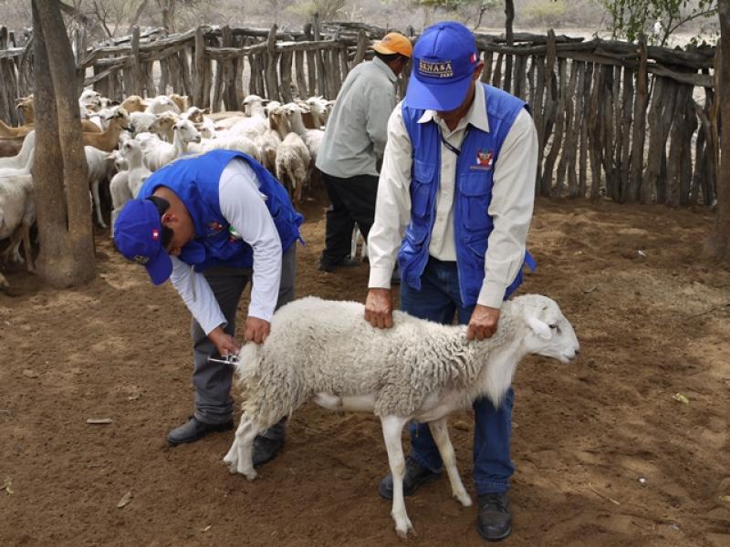 EJECUTAN PLAN PARA COMBATIR PLAGAS POR EL NIÑO EN 14 REGIONES DEL PAÍS