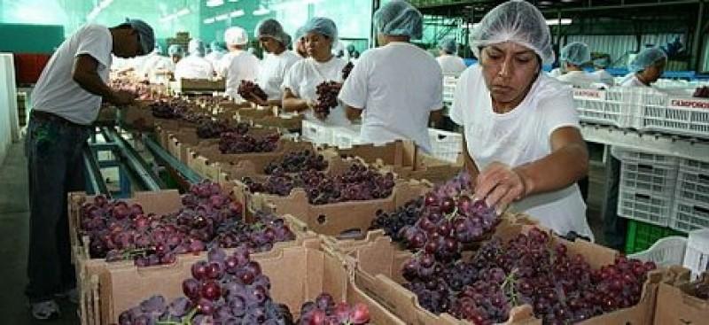EL 36% DE LAS EXPORTACIONES DE FRUTAS Y HORTALIZAS FRESCAS DEL PERÚ PROCEDEN DE ICA