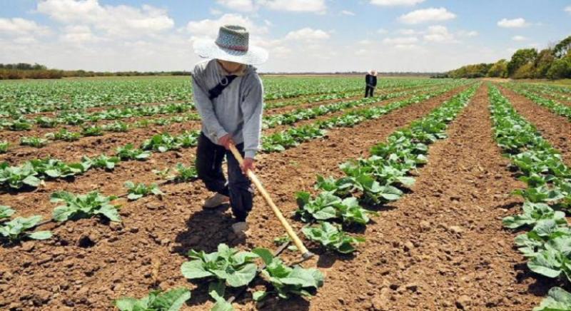 El 78% de pequeños y medianos productores realizaron actividad agropecuaria en el 2016