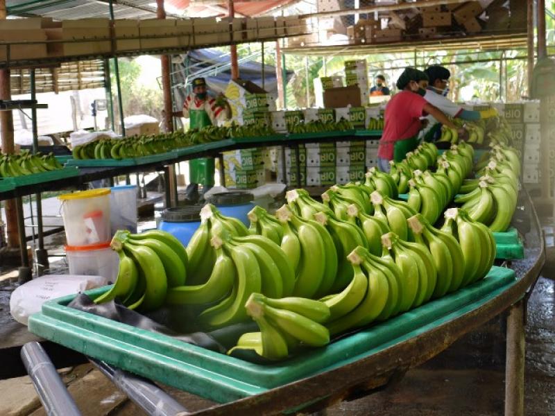 El 8.2% de las áreas agrícolas en Perú se dedica a la producción orgánica