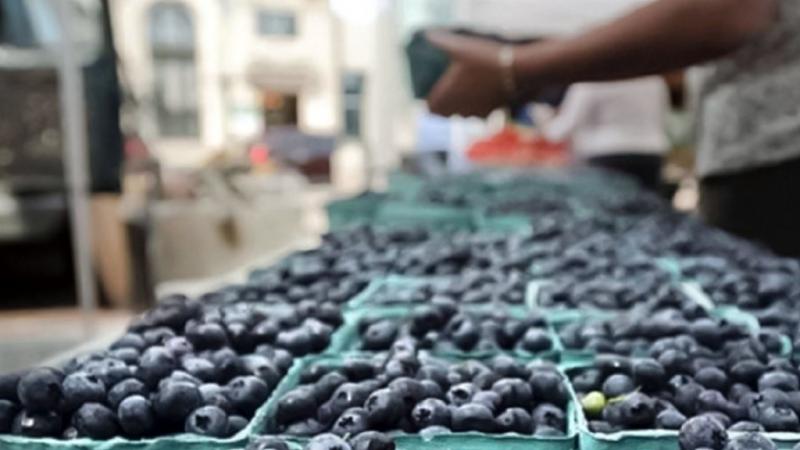 El arándano: nuevos actores y salidas inesperadas en un mercado en plena transformación