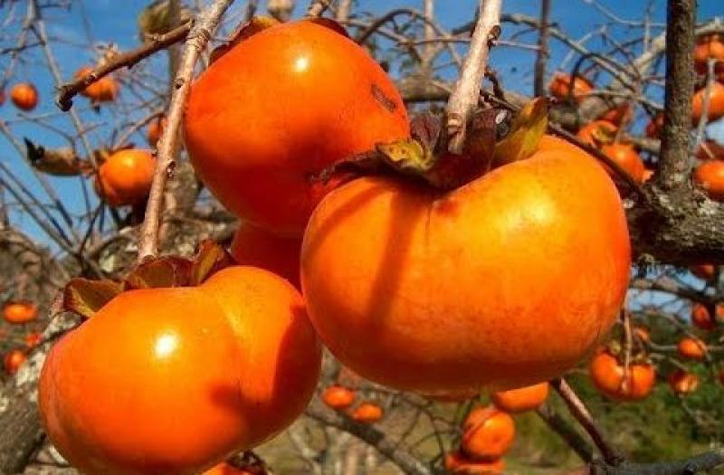 El caqui busca abrirse paso en la canasta exportadora de Perú