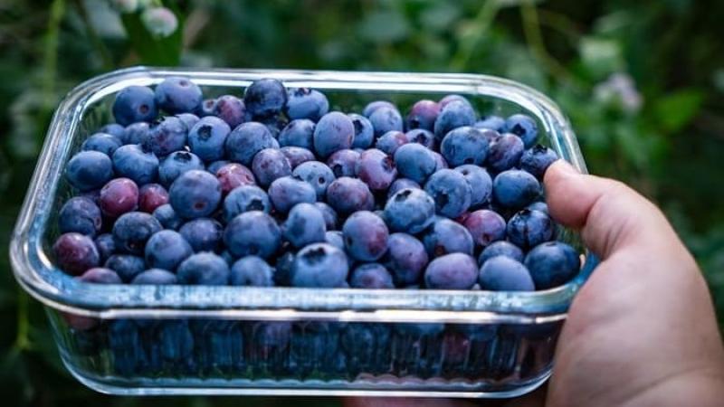 El consumo de arándanos sigue creciendo, incluso en regiones consolidadas