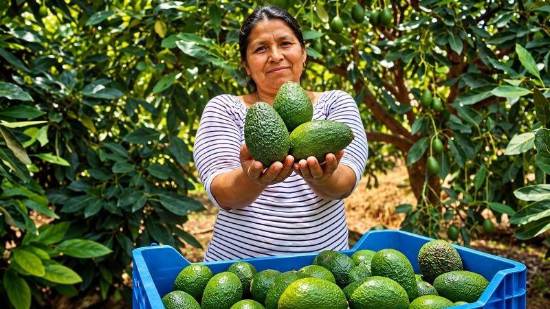 “El impacto social de la palta Hass en Perú no se replica en ningún otro fruto de exportación”