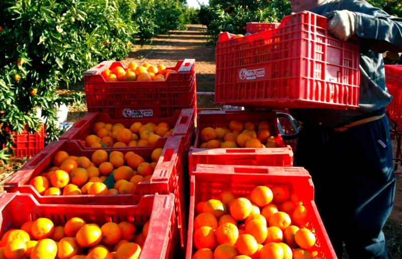 El miedo al HLB en Europa pone la mira en los cítricos del Mercosur