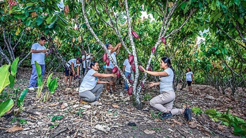 El mundo demanda más cacao del Perú