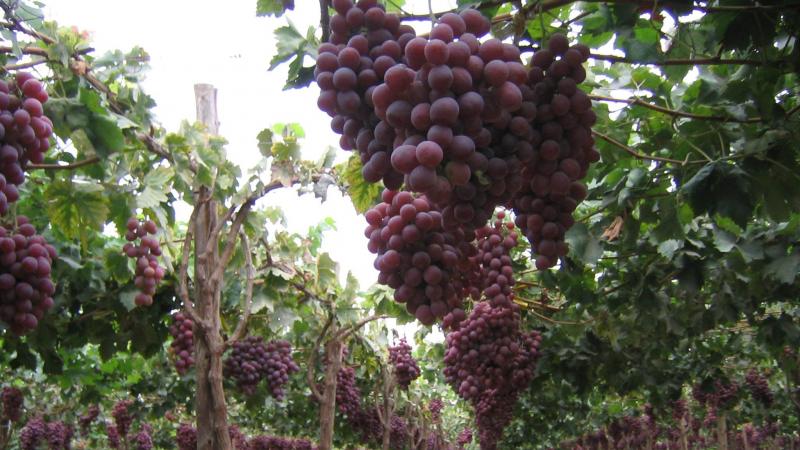 El norte peruano desafía mitos y consolida su liderazgo en la producción de uva de calidad