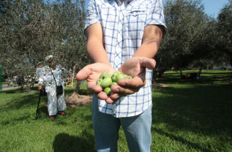 El Olivar de San Isidro cosechará 15 toneladas de aceitunas