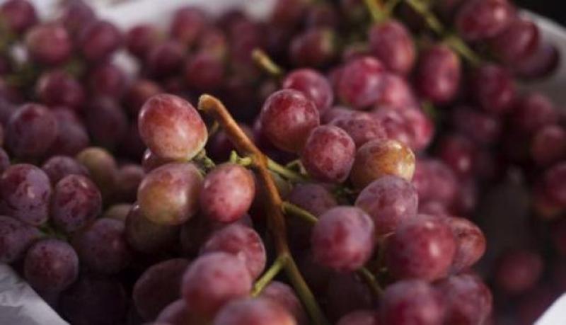 El Pedregal: El próximo año proyectamos exportar 4.5 millones de cajas de uvas