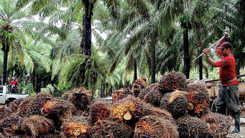 El reto de la palma aceitera al 2026 es hacerla sostenible y amigable con el medio ambiente