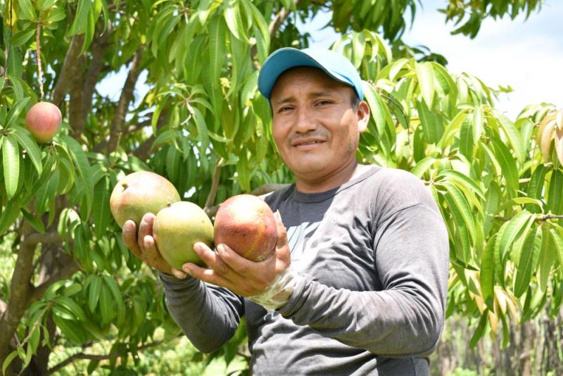 Empezó certificación de lugares de producción de mango en Piura
