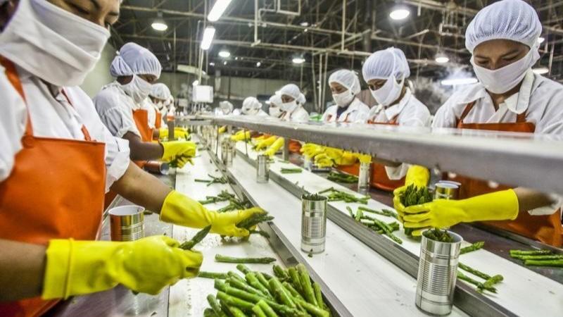 Empleos directos asociados a las agroexportaciones sumaron 818.713 en julio del 2025