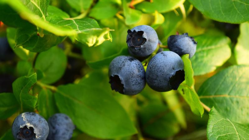 En ocho años, Perú saltó del 11% al 33% en participación del valor mundial en el negocio del arándano