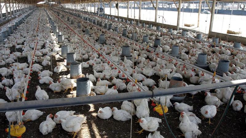 En octubre de 2025, la producción nacional de ave se incrementó en +2.9% con referencia a similar mes del año anterior