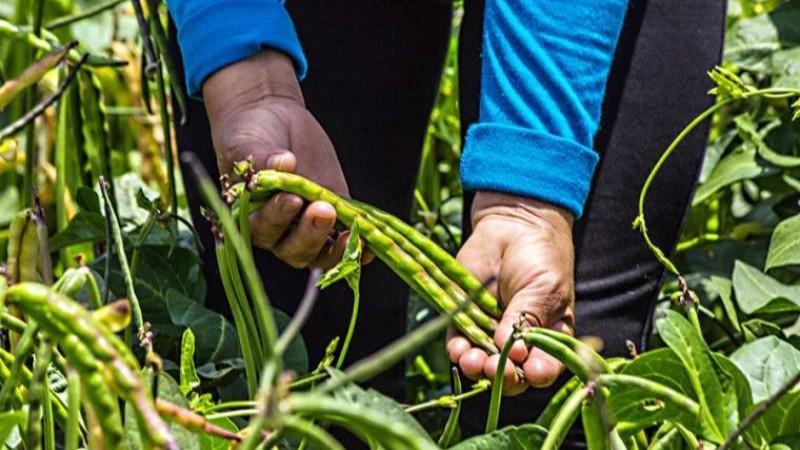“En todos los pisos ecológicos de Perú se cultivan leguminosas”