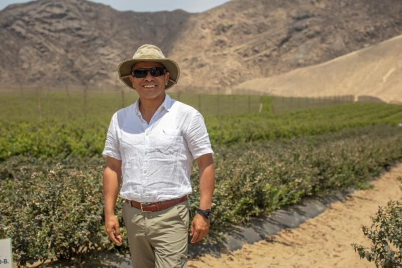 En tres años Perú contará con 20 mil hectáreas de arándanos y consolidará su liderazgo mundial en exportación de esta fruta fresca