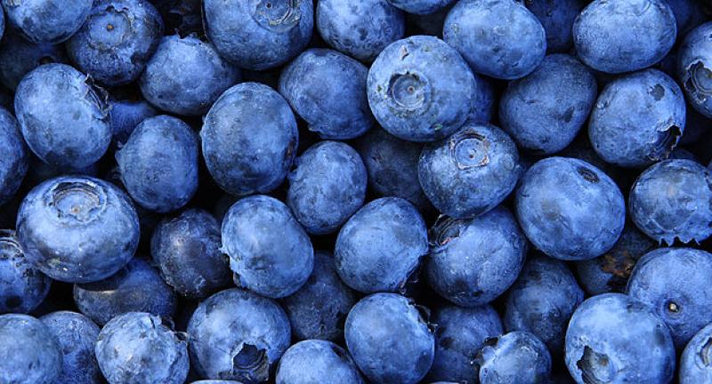 ENVÍOS DE ARÁNDANOS SE CUADRIPLICARON DURANTE ENERO-JULIO DE ESTE AÑO