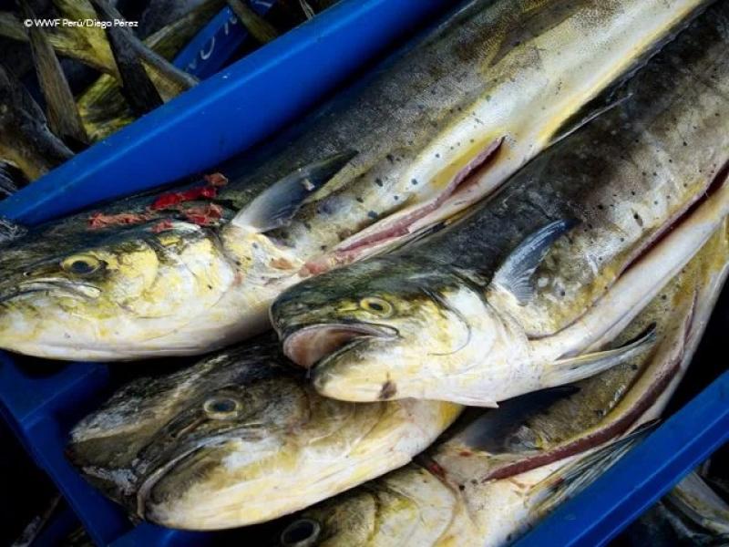 Envíos de perico se incrementaron 8.1% en valor en periodo enero-febrero de 2024