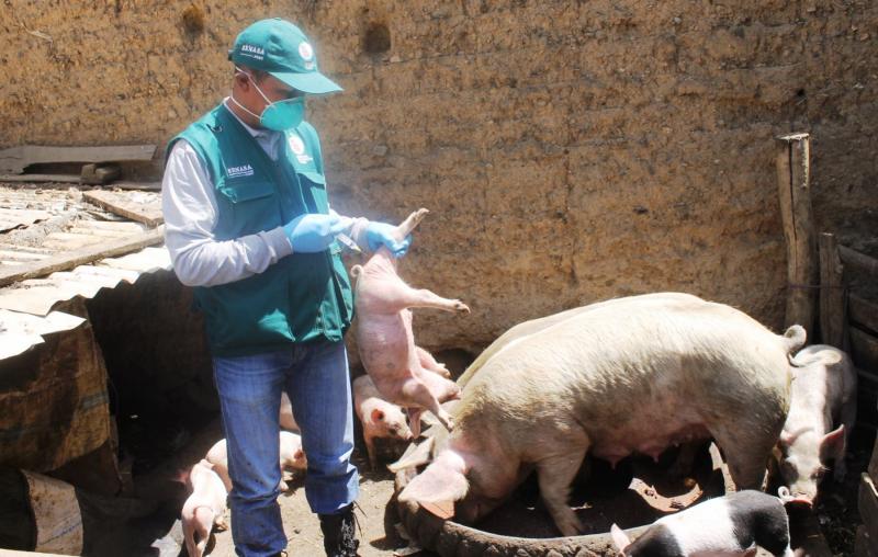 Erradicar peste porcina clásica permitirá al sector tener un segundo impulso para su desarrollo