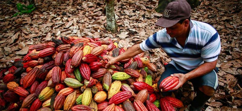 Esfuerzo público-privado por la cadena productiva del cacao