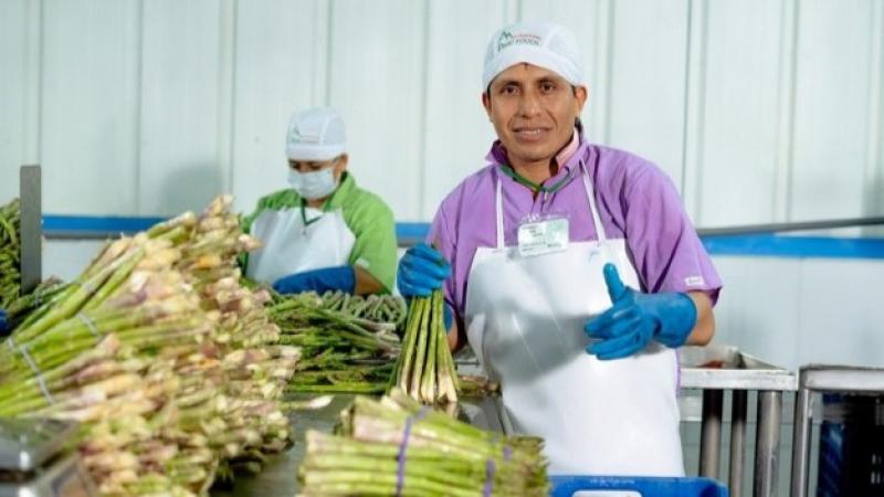 Espárrago peruano enfrenta una reducción de áreas y retos climáticos, pero mantiene su relevancia internacional y demanda