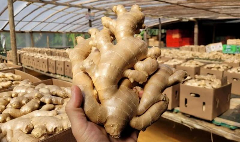 Estados Unidos concentró el 69% de los envíos de jengibre de Perú en marzo del 2025