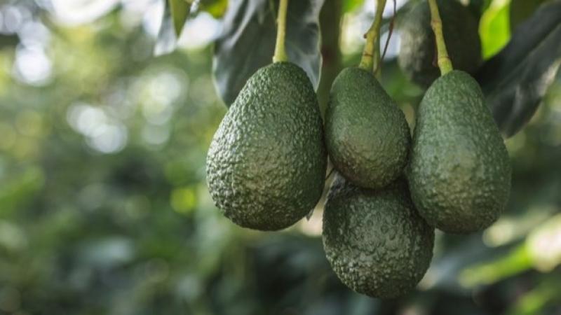 Estados Unidos: este año se espera la mayor cosecha de palta de California desde 2020