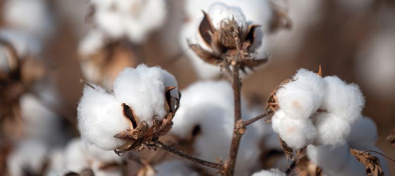 Estados Unidos se impone largamente como mayor proveedor de tres partidas de algodón para el mercado peruano