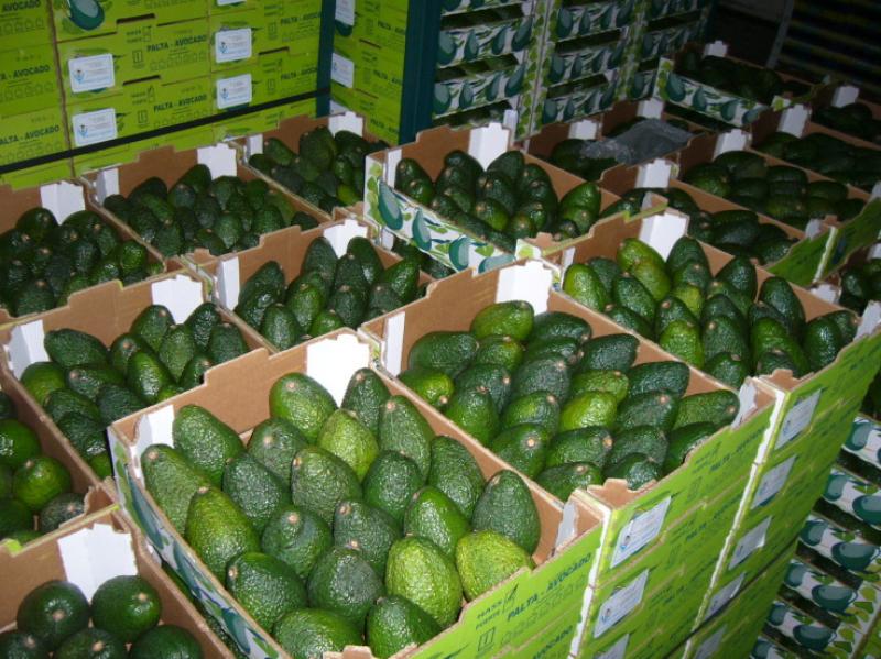 ESTE AÑO PERÚ EXPORTARÍA 140 MIL TONELADAS DE PALTA HASS 