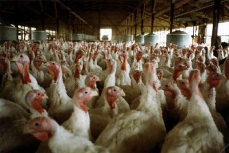 ESTUDIAN ENVIAR CARNE DE PAVO A MÉXICO