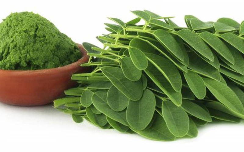 Europa empieza a fijarse cada vez más en la moringa