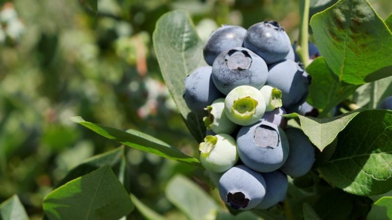 Evolución de temperaturas en próximas semanas será clave para nueva campaña de arándano peruano