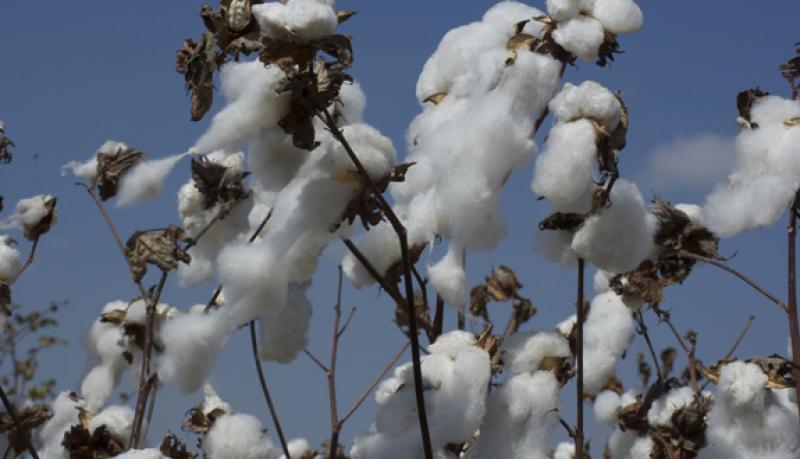 “Existe una industria textil que necesita algodón peruano”