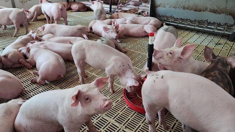 Existen 419.702 productores dedicados a la crianza de cerdo en nuestro país