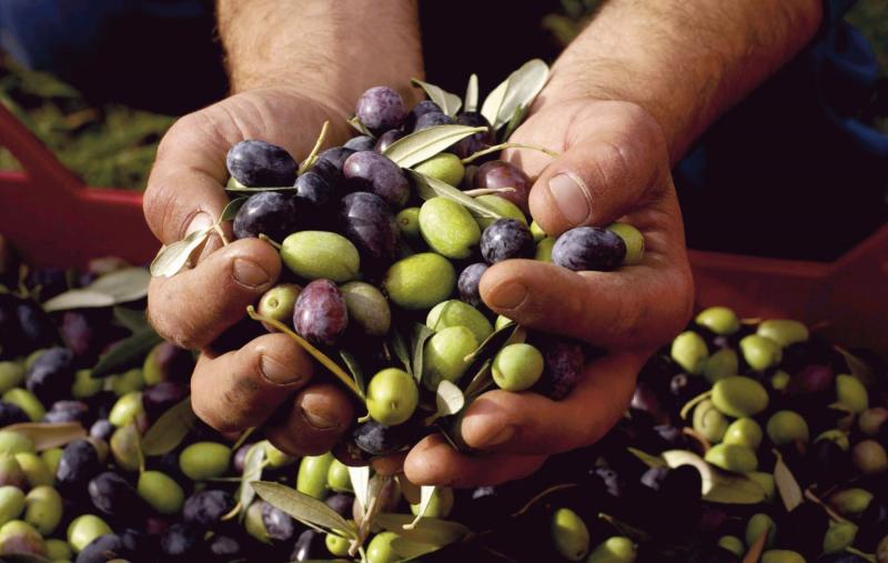 Existen alrededor de 43.000 hectáreas de olivo en Perú