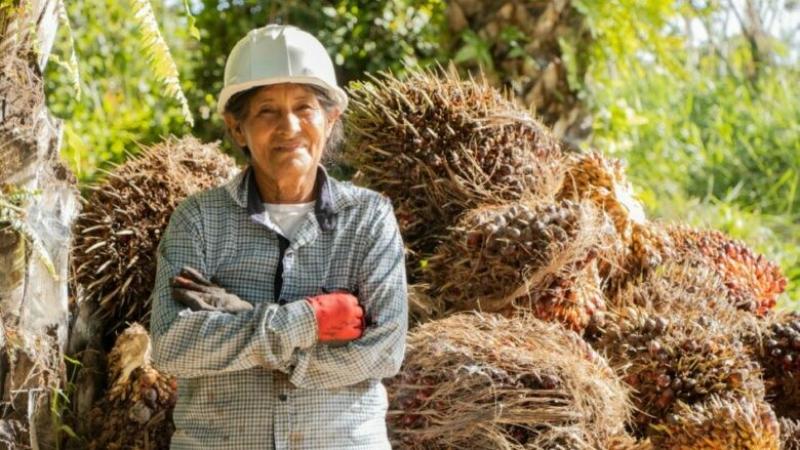 Expoamazónica Ucayali 2026: de 270 a más de 800 palmicultores