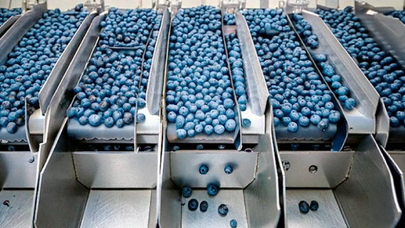 Exportación de arándanos peruanos a Europa se dispara un 166% en la campaña 2025-2026