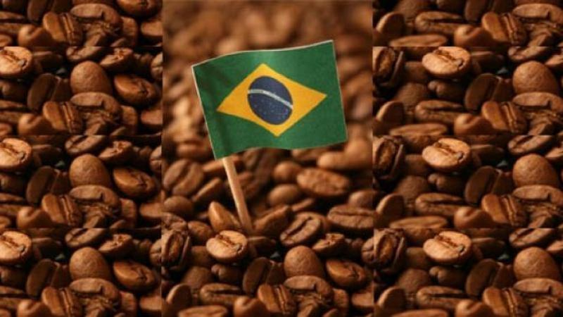 Exportación de café en grano de Brasil cayó 27.3% en volumen y 13% en valor