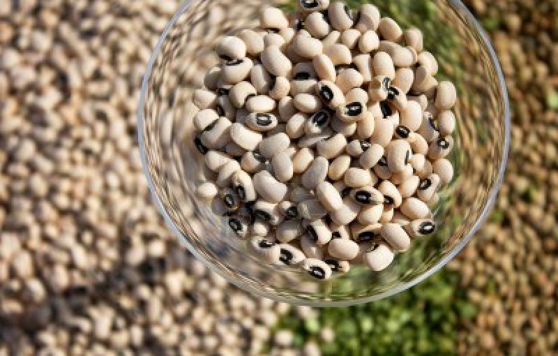 EXPORTACIÓN DE FREJOL CASTILLA SERÁ MENOR QUE EL 2012 