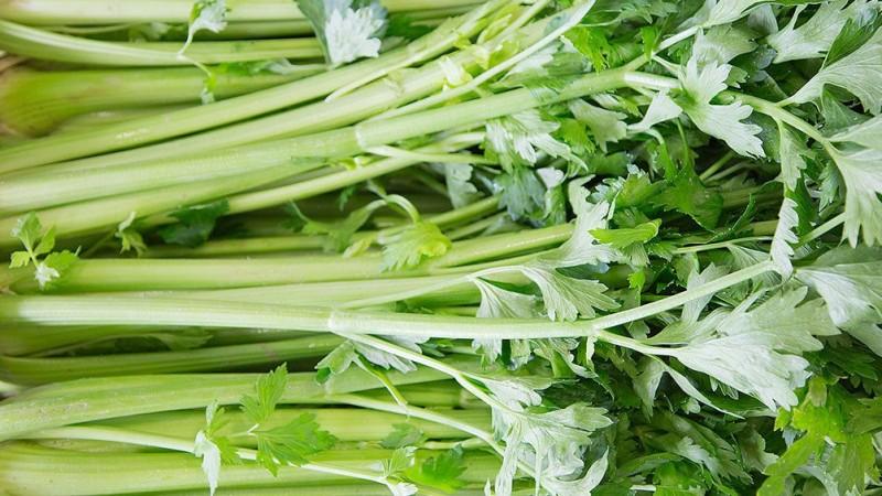 Exportación de hortalizas frescas y procesadas alcanzó los US$ 1.052 millones en 2025