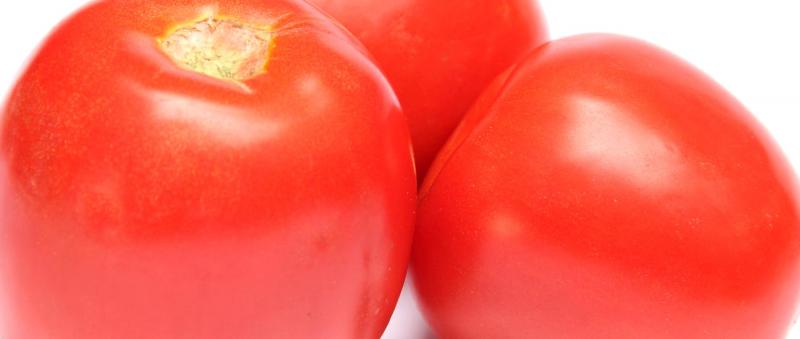 Exportación de tomates frescos se mantiene en un nivel incipiente