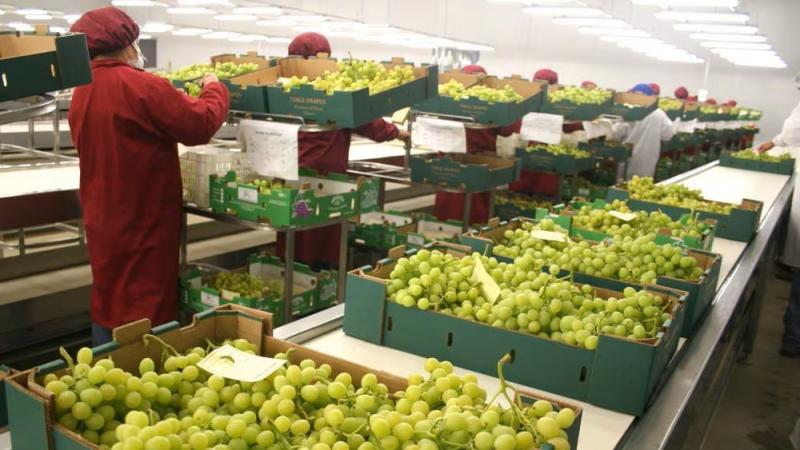 Exportación de uva de mesa crece 2.9% en volumen durante la presente campaña