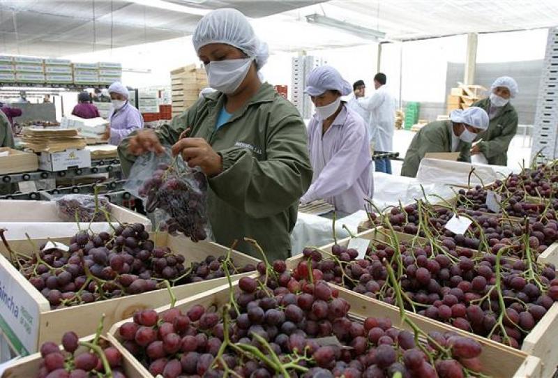 Exportación de uvas alcanzaría los US$ 700 millones en 2016/2017
