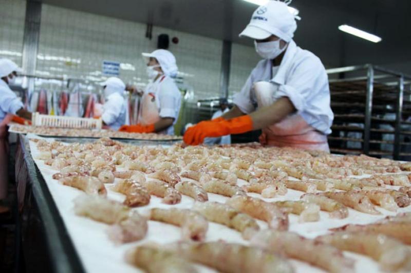 Exportación peruana de calamares y langostinos creció más de 100% en enero