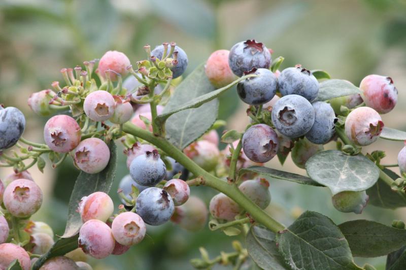 Exportaciones agrícolas de La Libertad aumentaron 16% en 2018