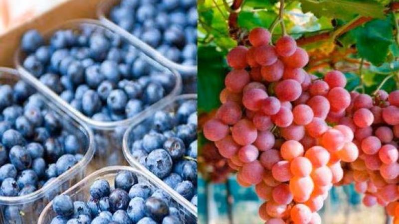 Exportaciones agroindustriales crecieron 3.7% en el primer cuatrimestre del 2024