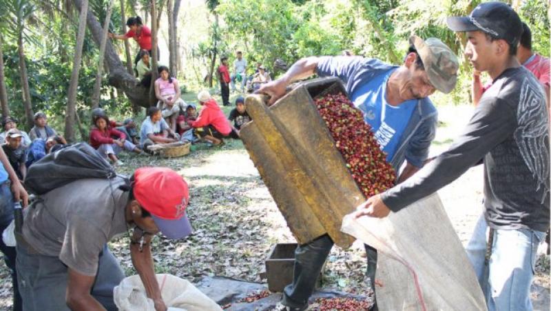 EXPORTACIONES AGROPECUARIAS DE LA MACRO REGIÓN ORIENTE CRECIERON 93.5%